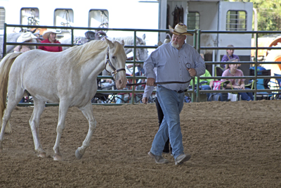 Picture from Catoosa County Saddle Club show