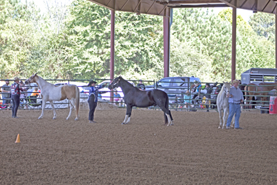 Picture from Catoosa County Saddle Club show