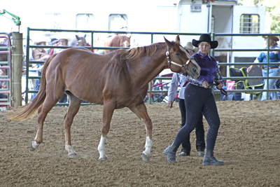 Picture from Catoosa County Saddle Club show