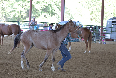 Picture from Catoosa County Saddle Club show