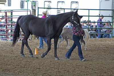 Picture from Catoosa County Saddle Club show