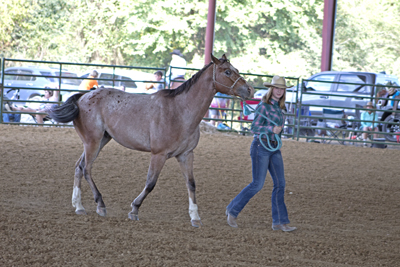 Picture from Catoosa County Saddle Club show