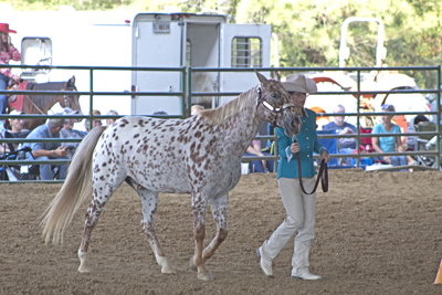 Picture from Catoosa County Saddle Club show