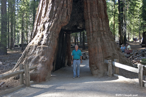 picture of Dwight in Redwood at Yosemite 2011