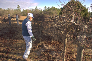 Triming grape vines for grapes for the Nursing Home residents