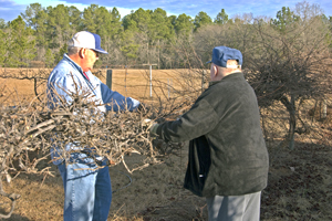 Triming grape vines for grapes for the Nursing Home residents