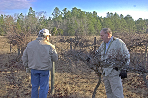 Triming grape vines for grapes for the Nursing Home residents