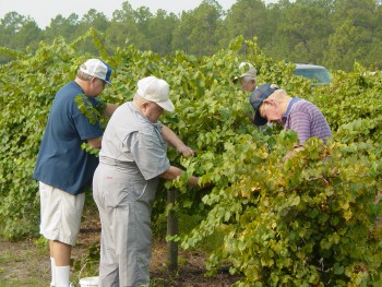 Picking grapes for nursing home residents